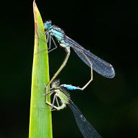 Blue-Tailed Damselflies Mating 12 OLYMPUS DIGITAL CAMERA